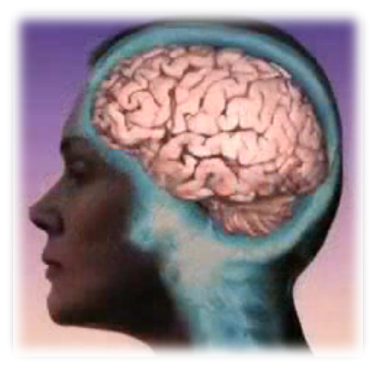brain